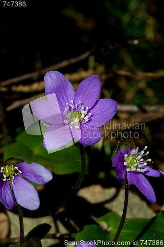 Image of blue anemones