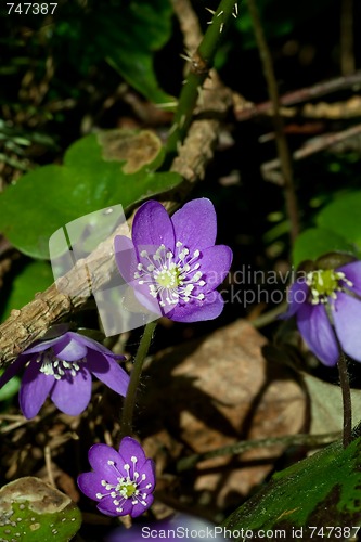 Image of blue anemones