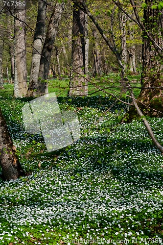 Image of wood anemones