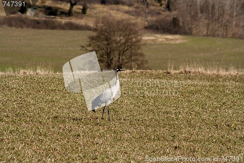 Image of Crane