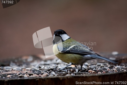 Image of great tit