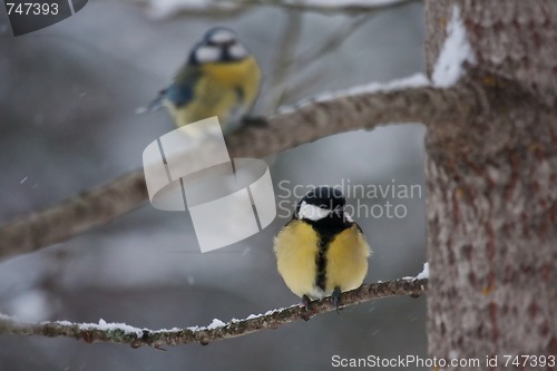 Image of great tit