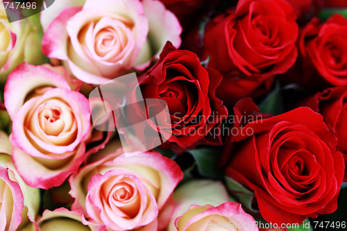 Image of lots of roses