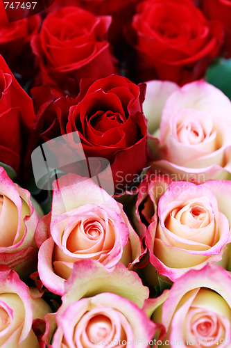 Image of lots of roses