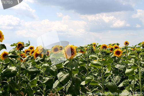 Image of Sunflowers