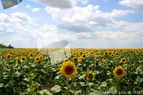 Image of Sunflowers