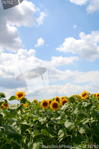 Image of Sunflowers