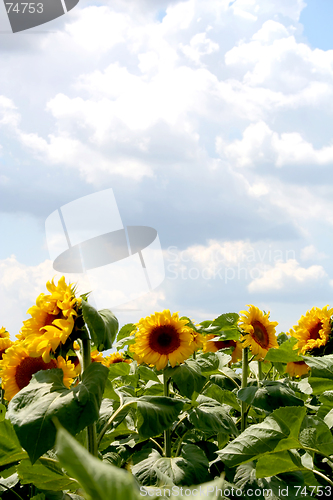 Image of Sunflowers