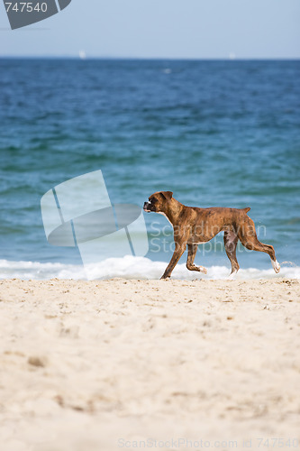 Image of Dog at the Beach