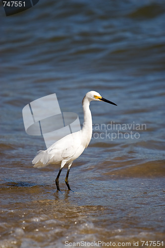 Image of Snowy Egret