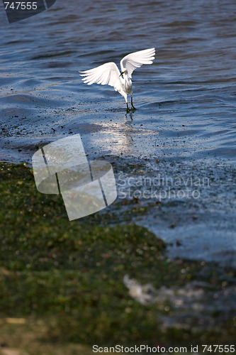 Image of Snowy Egret