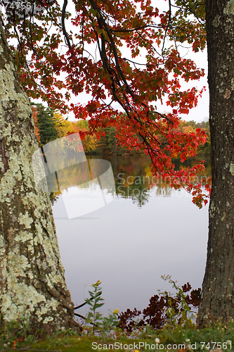 Image of Fall Foliage