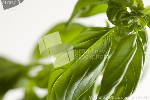 Image of Fresh Basil Plant Leaves and Sprout Abstract