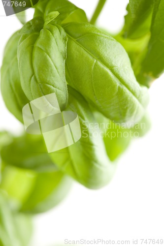 Image of Fresh Basil Plant Leaves Abstract
