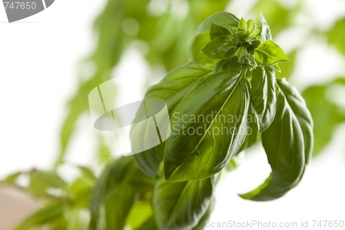Image of Fresh Basil Plant Leaves and Sprout Abstract