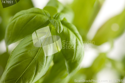 Image of Fresh Basil Plant Leaves Abstract