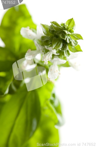 Image of Fresh Basil Plant Leaves and Sprout Abstract