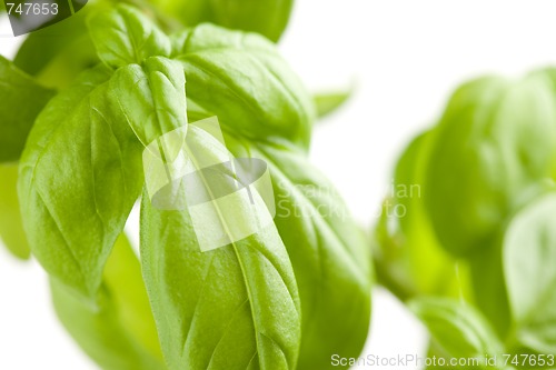 Image of Fresh Basil Plant Leaves Abstract