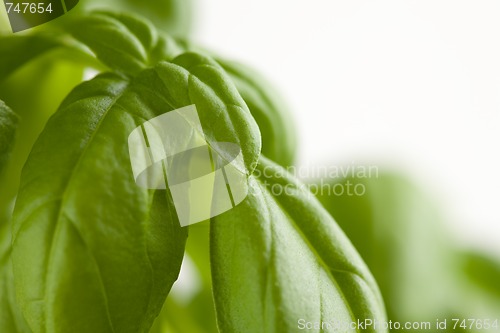 Image of Fresh Basil Plant Leaves Abstract