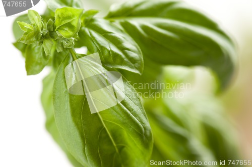Image of Fresh Basil Plant Leaves and Sprout Abstract
