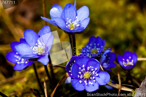 Image of blue anemones