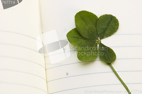 Image of Five Leaf Clover and New Day.