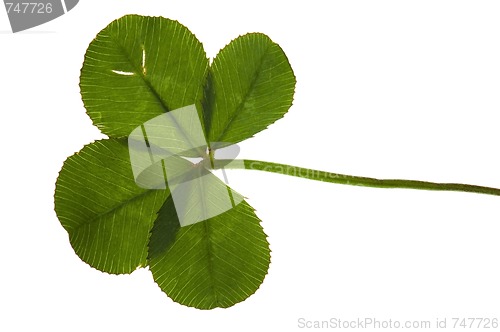 Image of Four Leaf Clover isolated on the white background