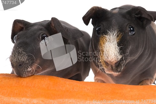 Image of skinny guinea pigs with carrot on white background