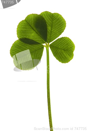 Image of Four Leaf Clover isolated on the white background