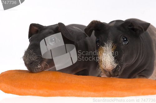 Image of skinny guinea pigs with carrot on white background