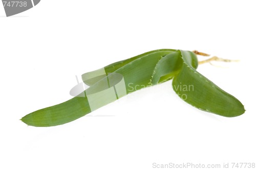 Image of aloe vera