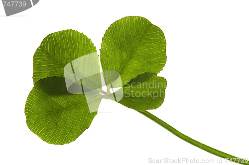 Image of Four Leaf Clover isolated on the white background