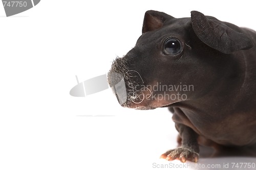 Image of skinny guinea pig on white background