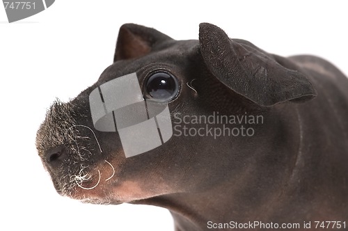 Image of skinny guinea pig on white background