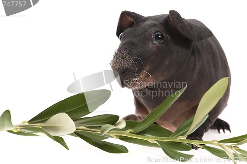 Image of skinny guinea pig and olive branch on white background
