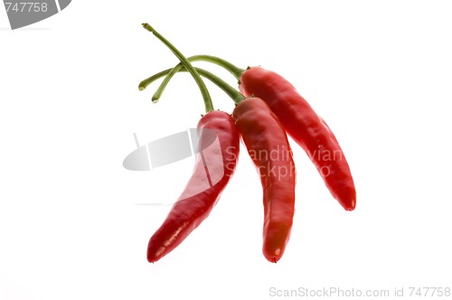 Image of hot chilli peppers isolated on white