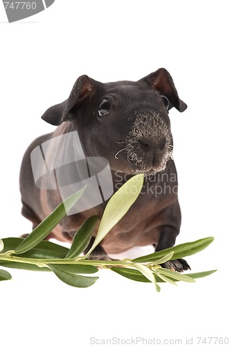 Image of skinny guinea pig and olive branch on white background