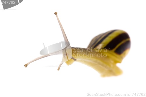 Image of Edible snail on the white background
