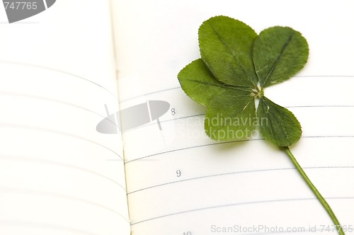 Image of Five Leaf Clover and New Day.