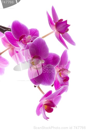 Image of orchid