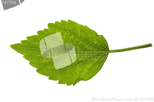 Image of Detail of a leaf blade of a hibiscus