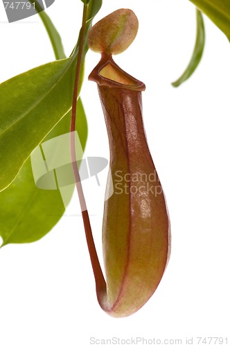 Image of Leaves of carnivorous plant - Nepenthes
