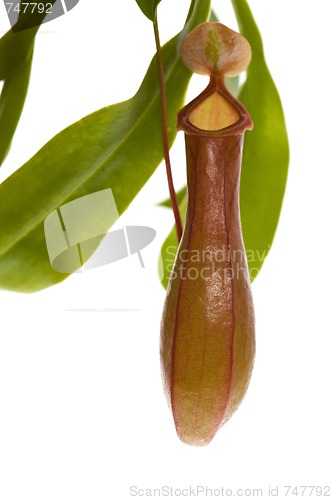 Image of Leaves of carnivorous plant - Nepenthes