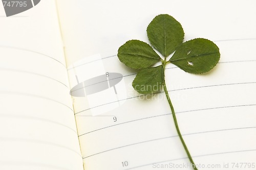 Image of Four Leaf Clover and New Day