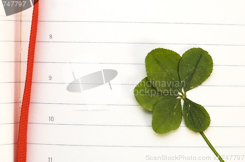 Image of Four Leaf Clover and New Day