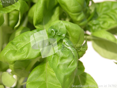 Image of basil