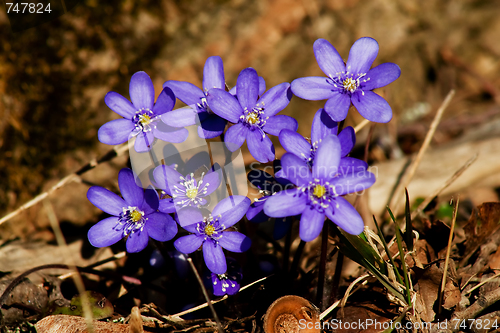 Image of blue anemones