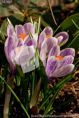 Image of purple crocus