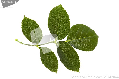 Image of rose leaf