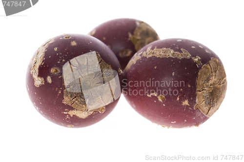 Image of Prickly pear cactus ( Opuntia ficus-indica ) with red fruits